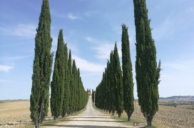 Montepulciano & Pienza: privater Tag