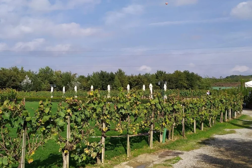 Viñedos en las colinas cerca de San Gimignano